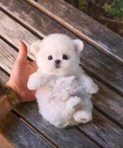 Bichon Frise - Harin (Female)