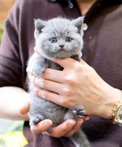 British Shorthair - Dyuo (Female)