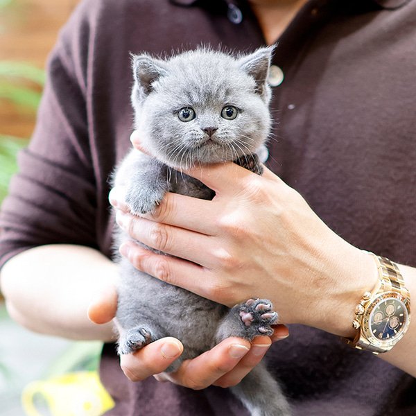 British Shorthair - Dyuo (Female)