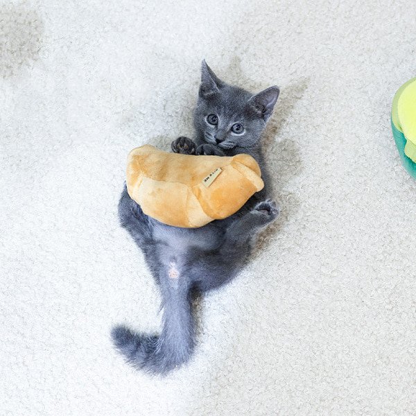 Russian Blue - Mungmung (Female) - Image 4