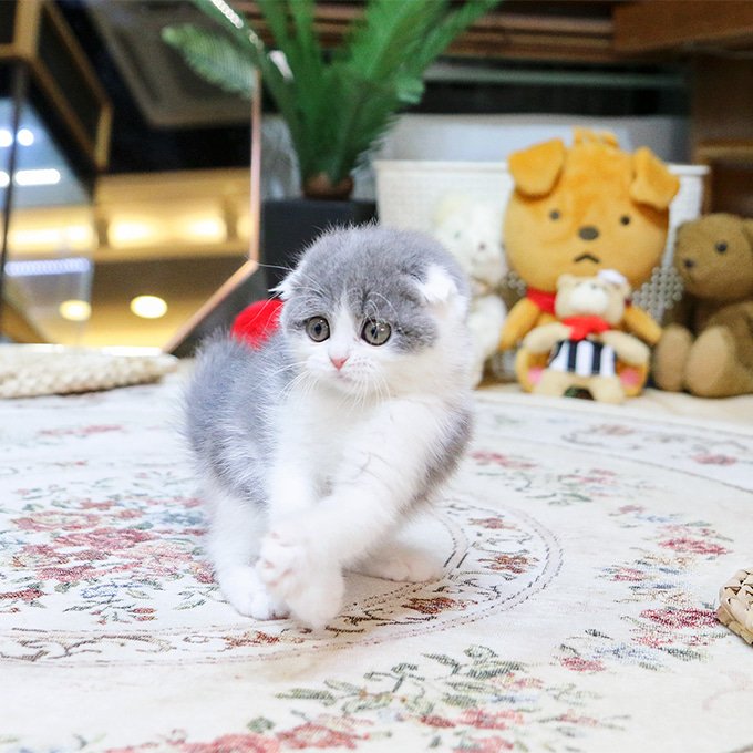 Scottish Fold - Domi - Image 3
