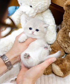 Alternative view of British Shorthair - Ieo (Male)