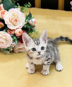 Alternative view of Bengal - Cafe Male