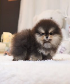 Pomeranian - Mail (Female)