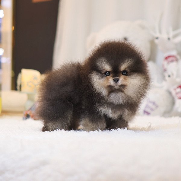 Pomeranian - Mail (Female)