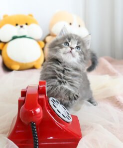 Alternative view of Norwegian forest cat - Goya (Male)