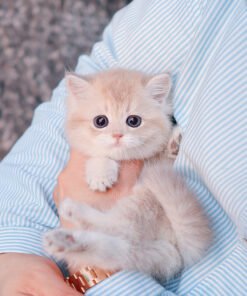 Alternative view of BritishShorthair - Happy (Female)
