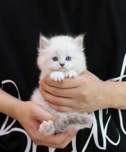 Nevamasquaerade - Davitz (Male)