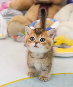 Alternative view of Munchkin - Noah (Male)