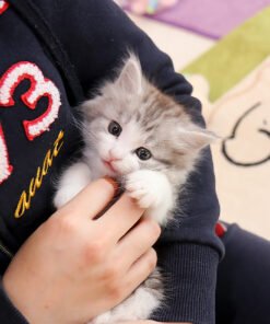 Alternative view of Norwegian Forest cat - Naje (Female)