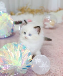 Alternative view of Ragdoll - Gaengmi (Female)