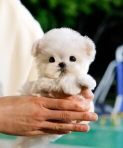 Maltese - Rumi (Female)