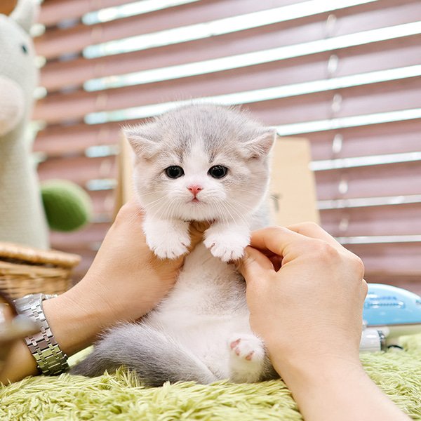 British Shorthair - Nico (Female) - Image 4
