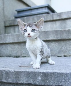 Alternative view of Devon Rex - Kkakdoo (Female)