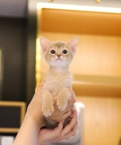 Abyssinian - Roge (Male)