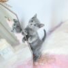 Russian Blue - Maemi Male – Gorgeous, Playful Russian Blue Kitten for Adoption