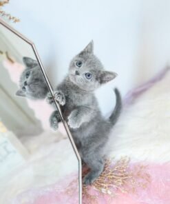 Russian Blue - Maemi Male – Gorgeous, Playful Russian Blue Kitten for Adoption