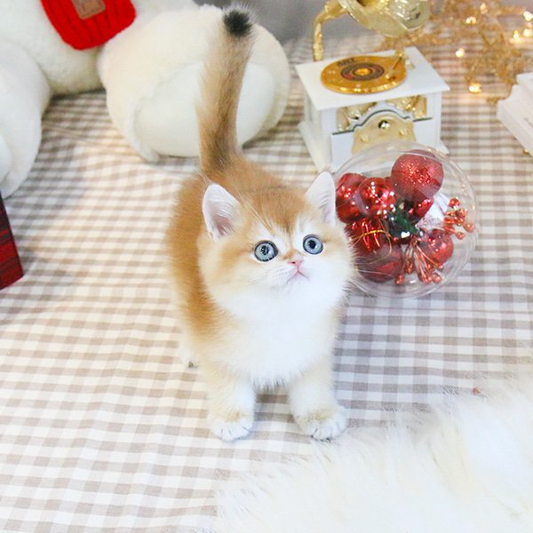 British Shorthair - Godam (Male) - Image 3