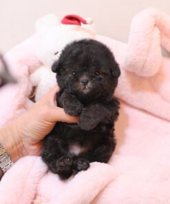 Alternative view of Poodle - Akku (Male)