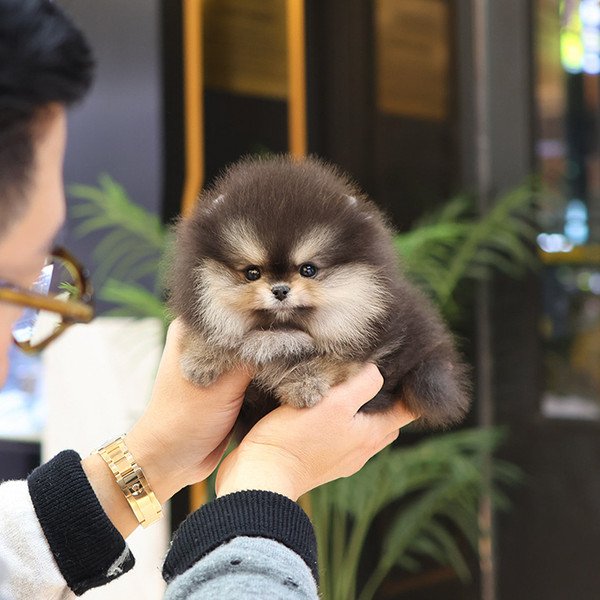 Pomeranian - Mail (Female) - Image 3