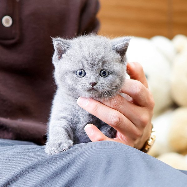 British Shorthair - Dyuo (Female) - Image 3