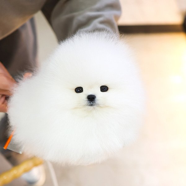 Pomeranian - Sarung (Male) - Image 4