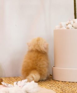 Alternative view of Highland Fold - Malang (Male)