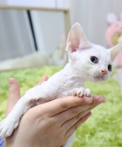 Alternative view of Devon Rex - Nunu