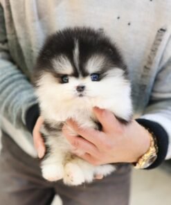 Pomsky - Elsa (Female)