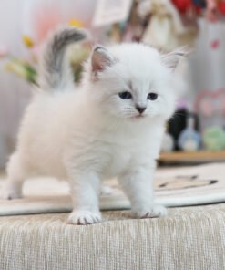 Alternative view of Nevamasquaerade - Davitz (Male)