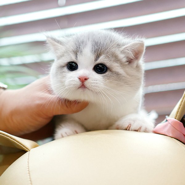 British Shorthair - Nico (Female) - Image 2