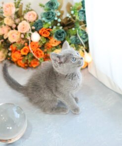 Alternative view of Russian Blue - Maemi (Male)