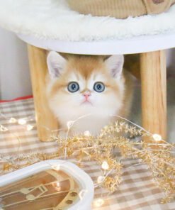 Alternative view of British Shorthair - Godam (Male)