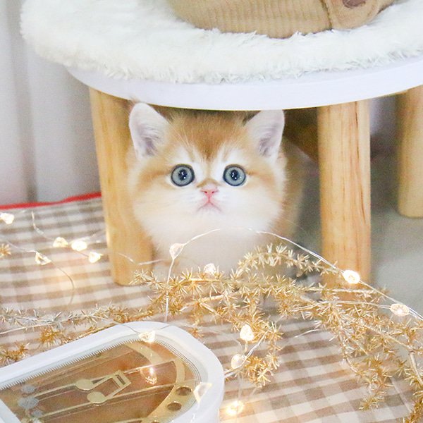 British Shorthair - Godam (Male) - Image 2