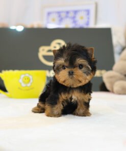 Alternative view of Yorkshire Terrier - Abel (Male)