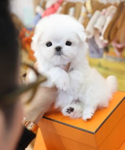 Maltese - Ddua (Female)