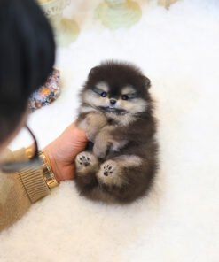 Alternative view of Pomeranian - Tami (Male)