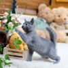 Russian Blue - Mungmung (Female)