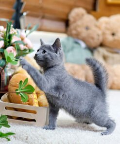 Russian Blue - Mungmung (Female)
