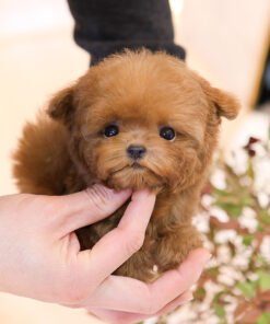 Poodle - Pongsang (Male)