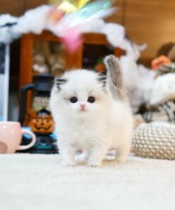 Ragdool - Gongju (Female)