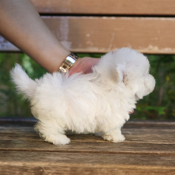 Bichon Frise - Harin (Female) - Image 3