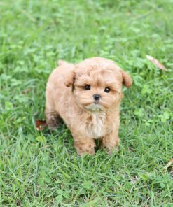 Alternative view of Maltipoo - Heni (Female)