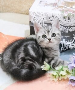 American Shorthair - Horan