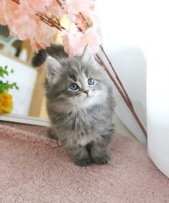 Norwegian forest cat - Goya (Male)