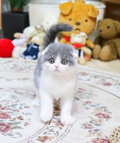 Alternative view of Scottish Fold - Domi