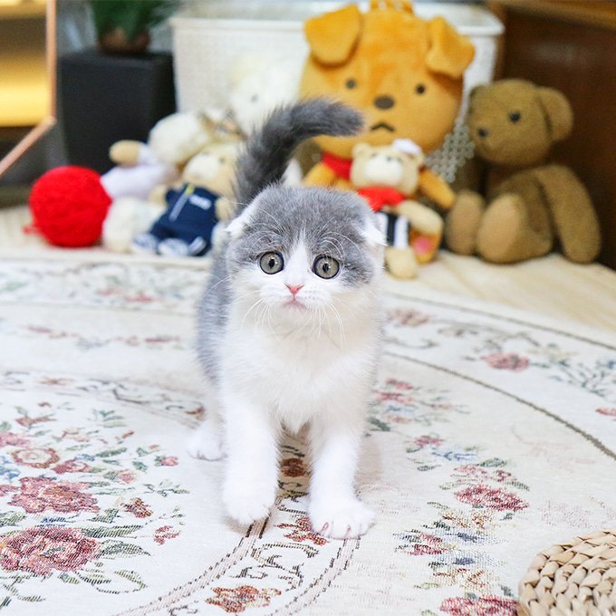 Scottish Fold - Domi - Image 2