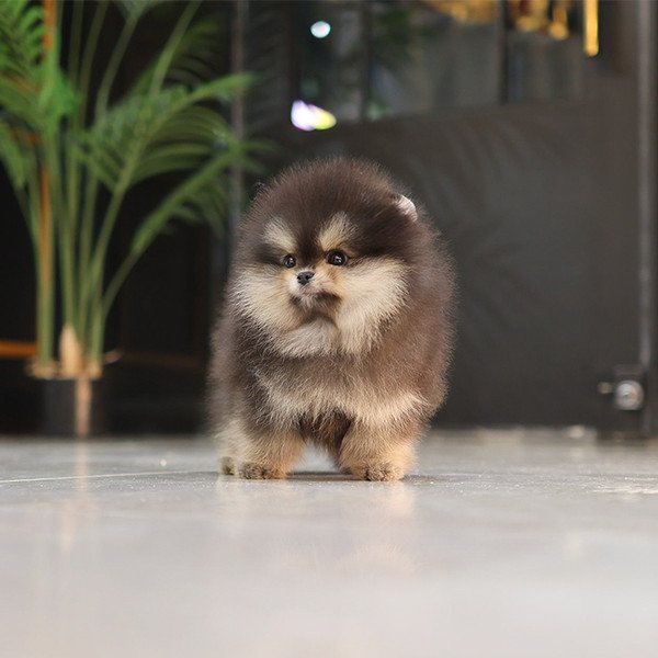 Pomeranian - Mail (Female) - Image 5