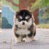 Pomsky - Robo (Male)