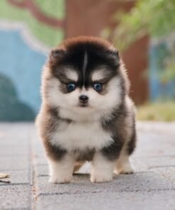 Pomsky - Robo (Male)